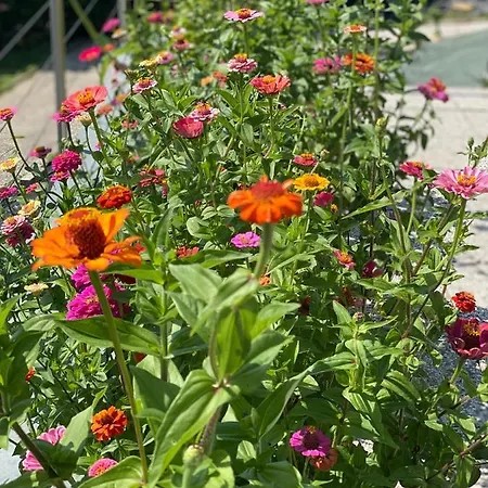 Jules&jim Gaestehaus * Линц